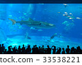沖繩美麗海水族館的鯨鯊 33538221
