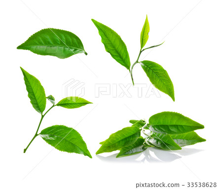 Green tea leaf isolated on white background. 33538628
