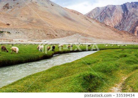 Animals with natural landscape in Leh Ladakh Animals with natural landscape in Leh Ladakh 33539434