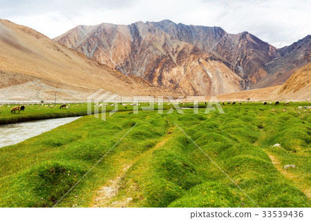 Animals with natural landscape in Leh Ladakh 33539436