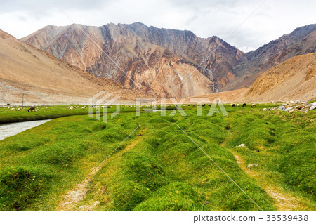 Animals with natural landscape in Leh Ladakh Animals with natural landscape in Leh Ladakh 33539438