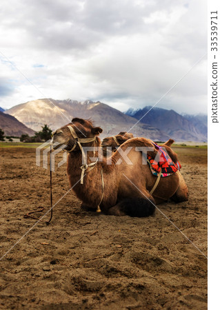 Bactrian camel 33539711