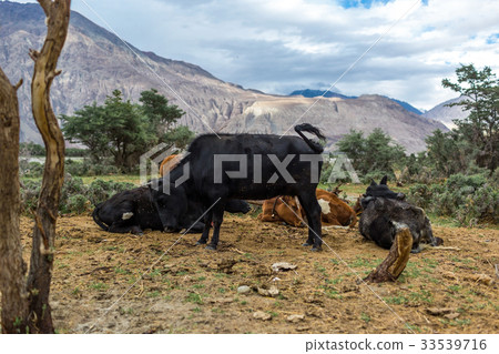 Cows with natural landscape in Nubra valley 33539716