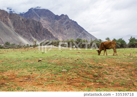 Cows with natural landscape in Nubra valley 33539718