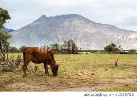 Cows with natural landscape in Nubra valley 33539720