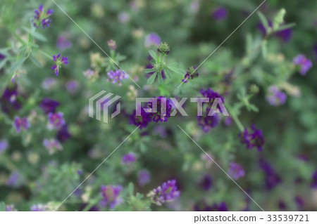 Flowers in Nubra valley Flowers in Nubra valley 33539721