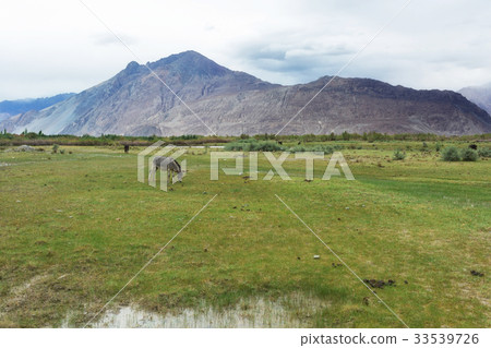 Natural landscape in Nubra valley 33539726