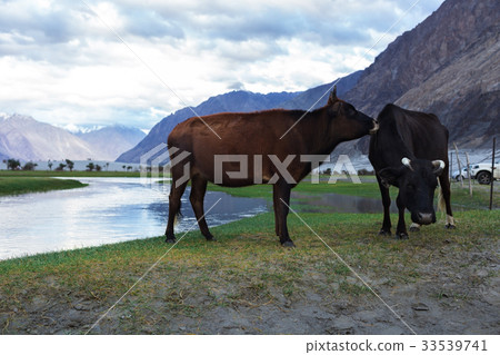 Cows with natural landscape in Nubra valley 33539741