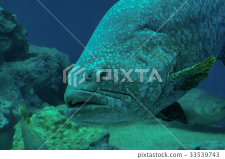 Giant grouper 33539743