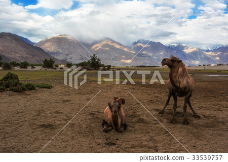 Bactrian camel 33539757