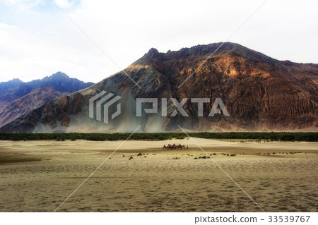 Hunder Sand Dunes of Nubra Valley. 33539767