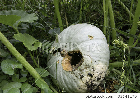 Pumpkins eaten by rats 33541179