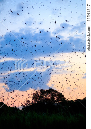 Swallow's sweet 33541247