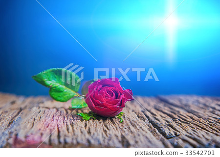 Red roses on wood Red roses on wood 33542701