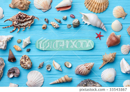 Different sea shells, painted background. 33543867