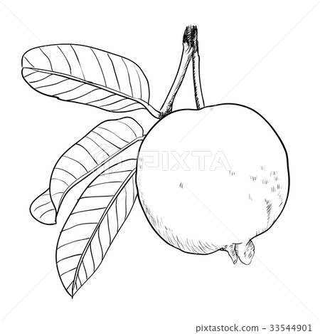 Hand drawing Guava with leaf-Vector Illustration 33544901
