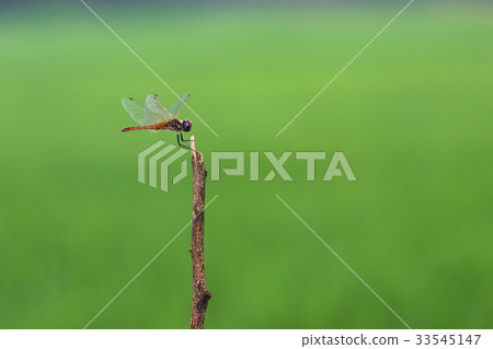 Dragonflies fly field green treetops back Dragonflies fly field green treetops back 33545147