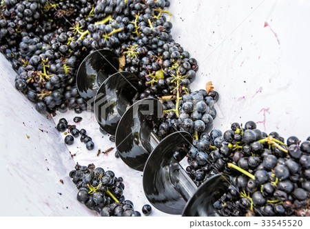 Bunches of grapes in vine press, autumn harvest Bunches of grapes in vine press, autumn harvest 33545520