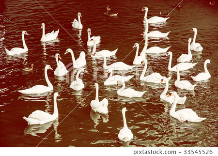 Group of white swans with ducks in water, filter Group of white swans with ducks in water, filter 33545526