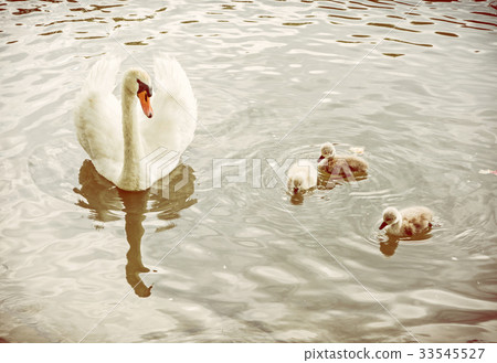 White mother swan swim with her youngs, filter White mother swan swim with her youngs, filter 33545527