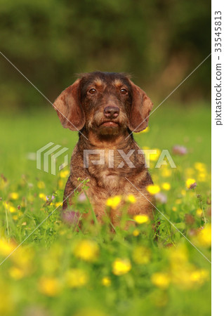 Cute mixed breed dog in flower field Cute mixed breed dog in flower field 33545813