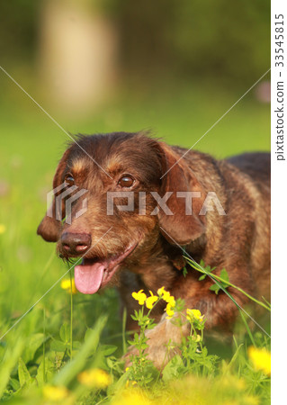 Cute cross breed dog walking through grass Cute cross breed dog walking through grass 33545815