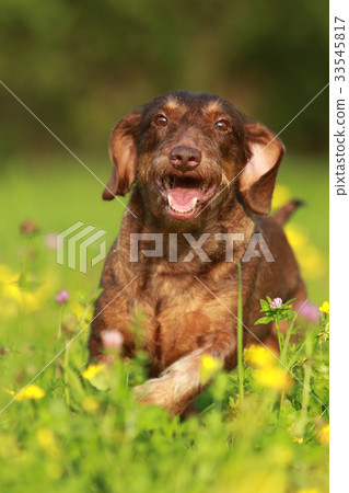 Cute brown dog running through flower field Cute brown dog running through flower field 33545817