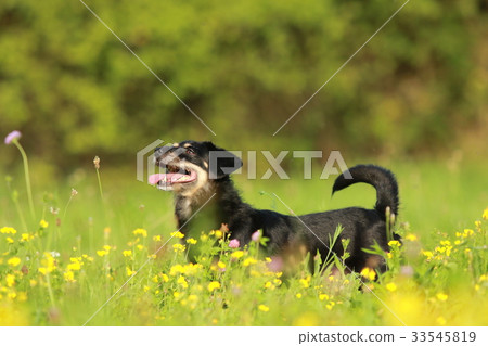 funny black dog standing in flower field funny black dog standing in flower field 33545819