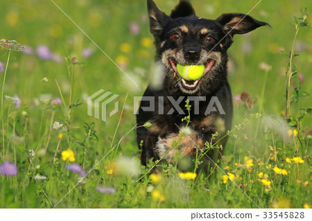 Cute mixed breed with ball Cute mixed breed with ball 33545828