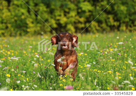 Cute brown dog running through meadow Cute brown dog running through meadow 33545829
