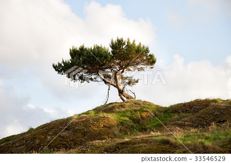 Lonley Tree On The Hill 33546529