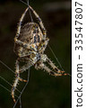 Spider on the web 33547807