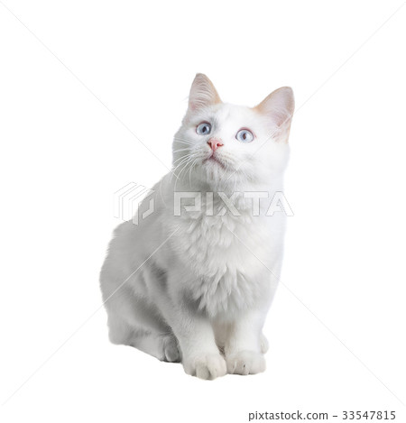 Cat on white 33547815
