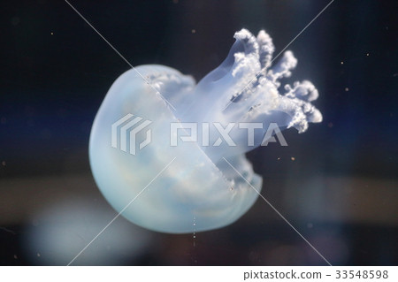 Cannonball jellyfish 33548598