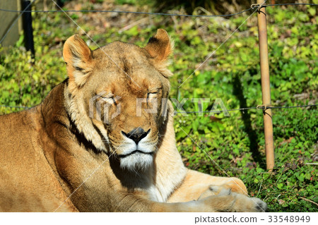 東武動物園獅子 東武動物園獅子 33548949