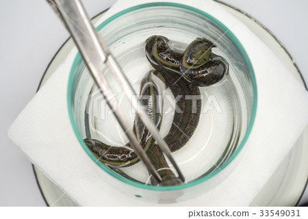 The medical leech close up 33549031