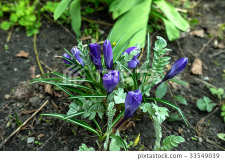 purple Crocus on the ground purple Crocus on the ground 33549039