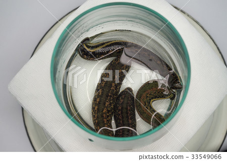 The medical leech close up 33549066