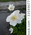White flowers rockrose Cistus Halimium 33549077