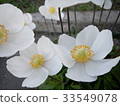 White flowers rockrose Cistus Halimium 33549078