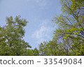 Young green foliage poplar close-up 33549084