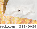 Danger of mites in the forest 33549086