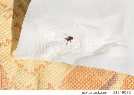 Danger of mites in the forest Danger of mites in the forest 33549086