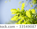 May bugs on a branches  33549087