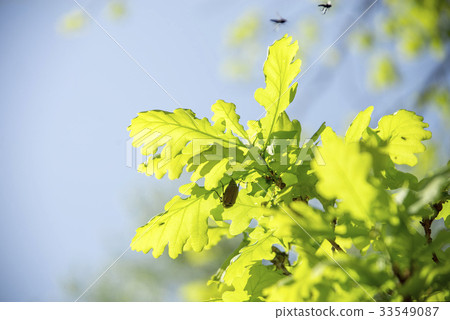 May bugs on a branches May bugs on a branches 33549087
