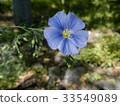 The blue flax flower close-up 33549089