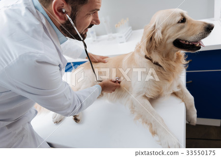 Serious Labrador lying on the table 33550175