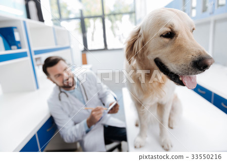 Close up of dog that standing calm on the table Close up of dog that standing calm on the table 33550216
