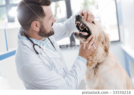 Competent veterinary checking all teeth Competent veterinary checking all teeth 33550218