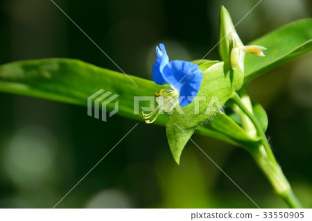Axilla Axilla 33550905